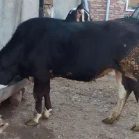 سلام. گوساله ماده سالم