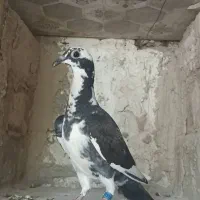 کبوتر مسافتی جوانه وجوجه
