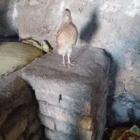 دو عدد بلدرچین نرو ماده تخم‌گذار