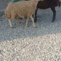 بره ماده افشار