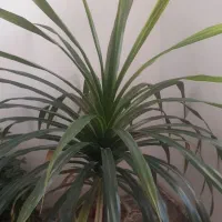 گل بزرگ