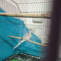 فروش کبوتر زینتی شکلاتی