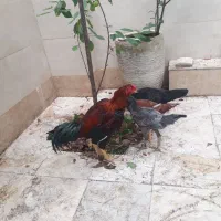 خروس لاری