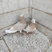 کفتر