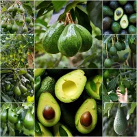 نهالی که میلیاردت میکنه