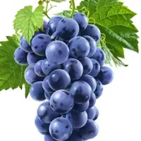 انگور خارجی موندراپ