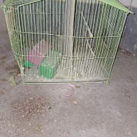 قفس پرنده