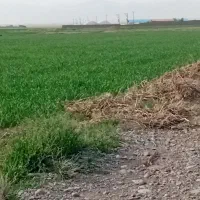زمین گشاورزی به متراژ یک  هکتار