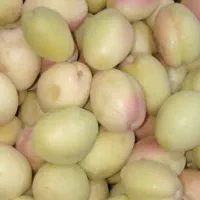 زردآلو قیصی
