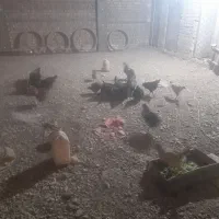 مرغ و خروس رسمی