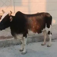 فروش گاو دو رگ بلوچی چاق جوان