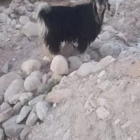 پازن کور نارک شاخ ترکی