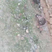 بوغلمون و جوجه
