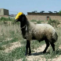 قصاب جهت ذبح گوسفند زنده قربانی طبق موازین شرعی