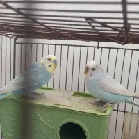 مرغ عشق با قفس ۱ ملیونو ۵۰۰