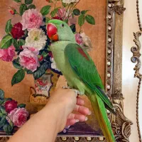 شاه طوطی نر شاه تخم فول دستی