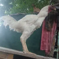 تخم نطفه دار لاری