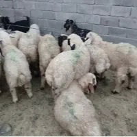 گوسفند سالم برای قربانی با قیمت مناسب