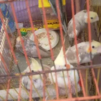 ۴عدد عروس هلندی