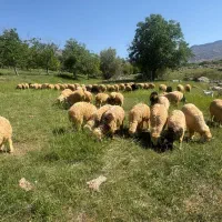 فروش بره