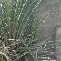 دمیت حاج باقری اصل