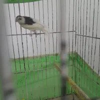 جفت قناری|پرنده|یزد, |دیوار