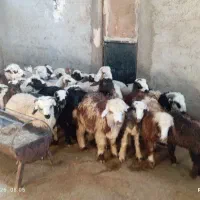 بره نر ریز از ۲۵ کیلو تا ۴۰ کیلو