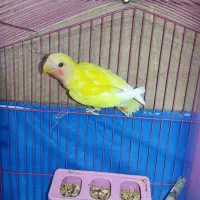 طوطی کتوله ماده زرد نیمه رام