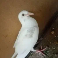 جوجه کفتر سر حال