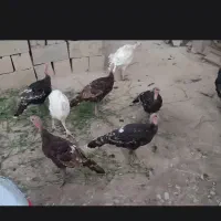 بوقلمون
