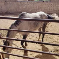 مادیون شش ساله دره شوری شش دانگ