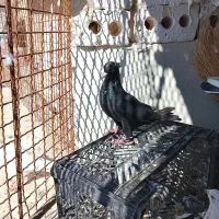 کفتر صید|پرنده|چناران, |دیوار