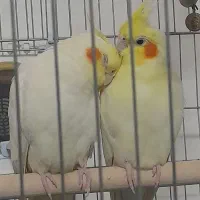 جفت عروس هلندی