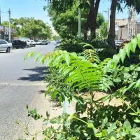 زمین بر بلوار جهاد