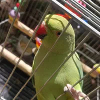 طوطی ملنگو ۱۰ماهه