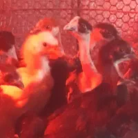 فروش جوجه و نیمچه گلپایگان