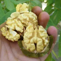 سیر تند  همدان و گردو درجه یک تویسرکان