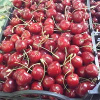 باغ میوه هزار متر با اتاق فنس کشی شده مرتب شوراب