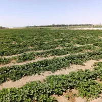 فروش نشای گلدانی توت فرنگی