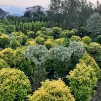 خدمات باغبانی کاشت گل باغچه کاری