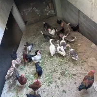 ۸ تا مرغ رسمی با خروس و مرغ برهما