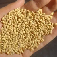 پوستگیری، آسیاب،بوجاری غلات و حبوبات