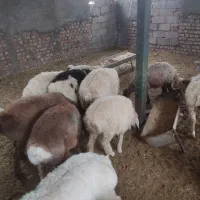 ۱۵عدد بره نر فروشی