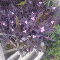 گل بادمجانی دارم برای فروش