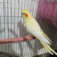 ماده لوتینو