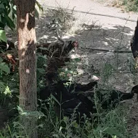 فروش جوجه نیمچه مرغ و خروس ۵ماهه