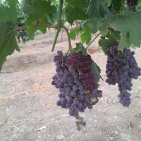 انگور ترکمن۴ یا شرابی