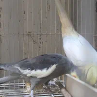 عروس هلندی با سه عدد جوجه