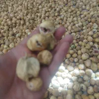 فروش انجیر به قیمت عمده