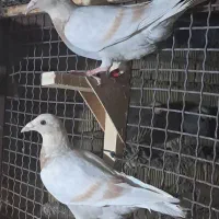 سوسنی کرم پلاکی